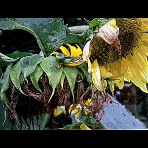 Withering Sunflowers, American artist Susan A Ray.